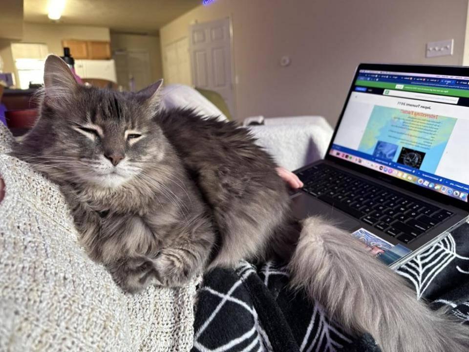 Cat sitting on lap of person in front of labtop